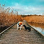 animal, beagle, blue_sky, boardwalk, brown, canine, curious, dachshund, dog, friendship, lake, nature, outdoor, pet, reeds, sky, two_dogs, walking_path, water, wood