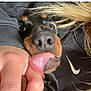 Doog participe au concours pour gagner de l'argent avec cette photo : animal, black_fur, blonde_hair, brown_fur, casual, close_up, dog, eyes, face, hand, hoodie, human_interaction, indoor, licking, nike_logo, nose, person, pet, playful, tongue