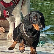 Doog a rejoint le concours — aidez-le/la à gagner de superbes lots ! animal, beagle, canine, companions, dachshund, dock, dog, harness, lake, leash, nature, outdoor, paddle, pet, reflection, standing, summer, sunlight, water, water_sports