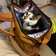 Noé participe au concours pour gagner de l'argent avec cette photo : cat, bag, indoor, curious, pet, feline, brown, white, patterned, floor, cat_tree, tile_floor, collar, zipper, handle, cozy, looking_up, soft_light, home, animal
