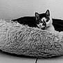 Noé a rejoint le concours — aidez-le/la à gagner de superbes lots ! cat, pet_bed, fluffy, black_and_white, indoor, tile_floor, animal, feline, resting, curious, texture, cozy, portrait, looking_at_camera, quiet, soft, home, relaxed, cute, animal_face