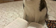 Noé participe au concours pour gagner de l'argent avec cette photo : cat, bed, book, reading, curious, indoor, pet, animal, feline, white, brown, floral_bedding, closeup, soft_light, focus, blurred_background, cozy, home, quiet, relaxation