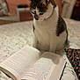 cat, bed, book, reading, curious, indoor, pet, animal, feline, white, brown, floral_bedding, closeup, soft_light, focus, blurred_background, cozy, home, quiet, relaxation