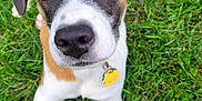 Juniper is registered to the contest to win money with this photo: animal, black, brown, canine, close_up, collar, cute, dog, ears, eyes, fur, grass, nose, outdoor, pet, playful, puppy, tag, white, young