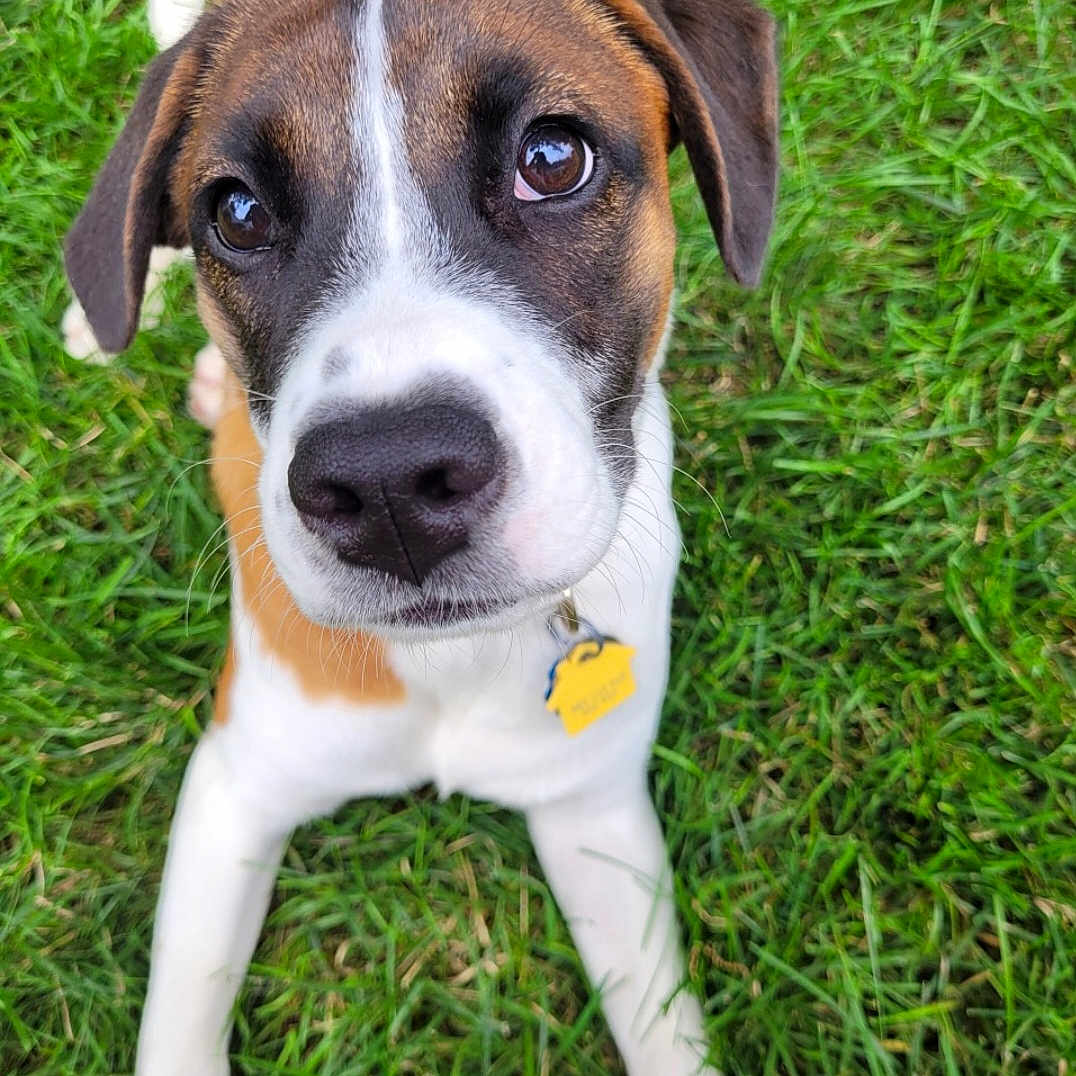 Juniper is registered to the contest to win money with this photo: animal, black, brown, canine, close_up, collar, cute, dog, ears, eyes, fur, grass, nose, outdoor, pet, playful, puppy, tag, white, young