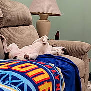 Juniper joined the competition — help win amazing prizes! animal, blanket, canine, comfort, couch, cozy, decor, dog, domestic, furniture, home, indoor, lamp, living_room, pet, recliner, relaxation, resting, sleeping, upside_down