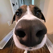 Juniper joined the competition — help win amazing prizes! animal, black, brown, close_up, curious, dog, door, ears, floor, hallway, indoor, light_switch, nose, pet, snout, wall, whiskers, white, white_door, wood_floor