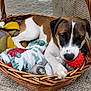 Juniper is registered to the contest to win money with this photo: animal, basket, blanket, brown_and_white, canine, carpet, comfortable, cozy, cute, dog, fur, home, indoor, paw, pet, playful, red_ball, relaxed, resting, toy