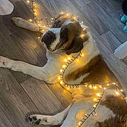 Julius a rejoint le concours — aidez-le/la à gagner de superbes lots ! animal, brown_and_white, calm, canine, cozy, decorations, dog, festive, floor, fur, holiday, house, indoor, large_dog, lying_down, pet, relaxed, string_lights, tangled_lights, wooden_floor