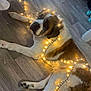animal, brown_and_white, calm, canine, cozy, decorations, dog, festive, floor, fur, holiday, house, indoor, large_dog, lying_down, pet, relaxed, string_lights, tangled_lights, wooden_floor