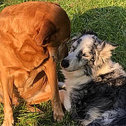 Iwa participe au concours pour gagner de l'argent avec cette photo : dog, grass, outdoor, sunlight, pet, animal, brown_dog, black_and_white_dog, nature, friendship, canine, fur, relaxing, playful, companion, summer, daylight, two_animals, mammal, park