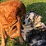 dog, grass, outdoor, sunlight, pet, animal, brown_dog, black_and_white_dog, nature, friendship, canine, fur, relaxing, playful, companion, summer, daylight, two_animals, mammal, park