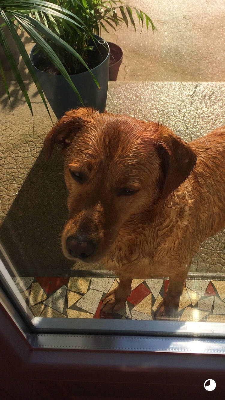 Iwa a rejoint le concours — aidez-le/la à gagner de superbes lots ! canidae, carnivore, companion_dog, dog, dog_breed, fawn, flooring, fur, grass, liver, pet_supply, plant, puppy, rectangle, sporting_group, terrestrial_animal, window, wood, working_animal, working_terrier