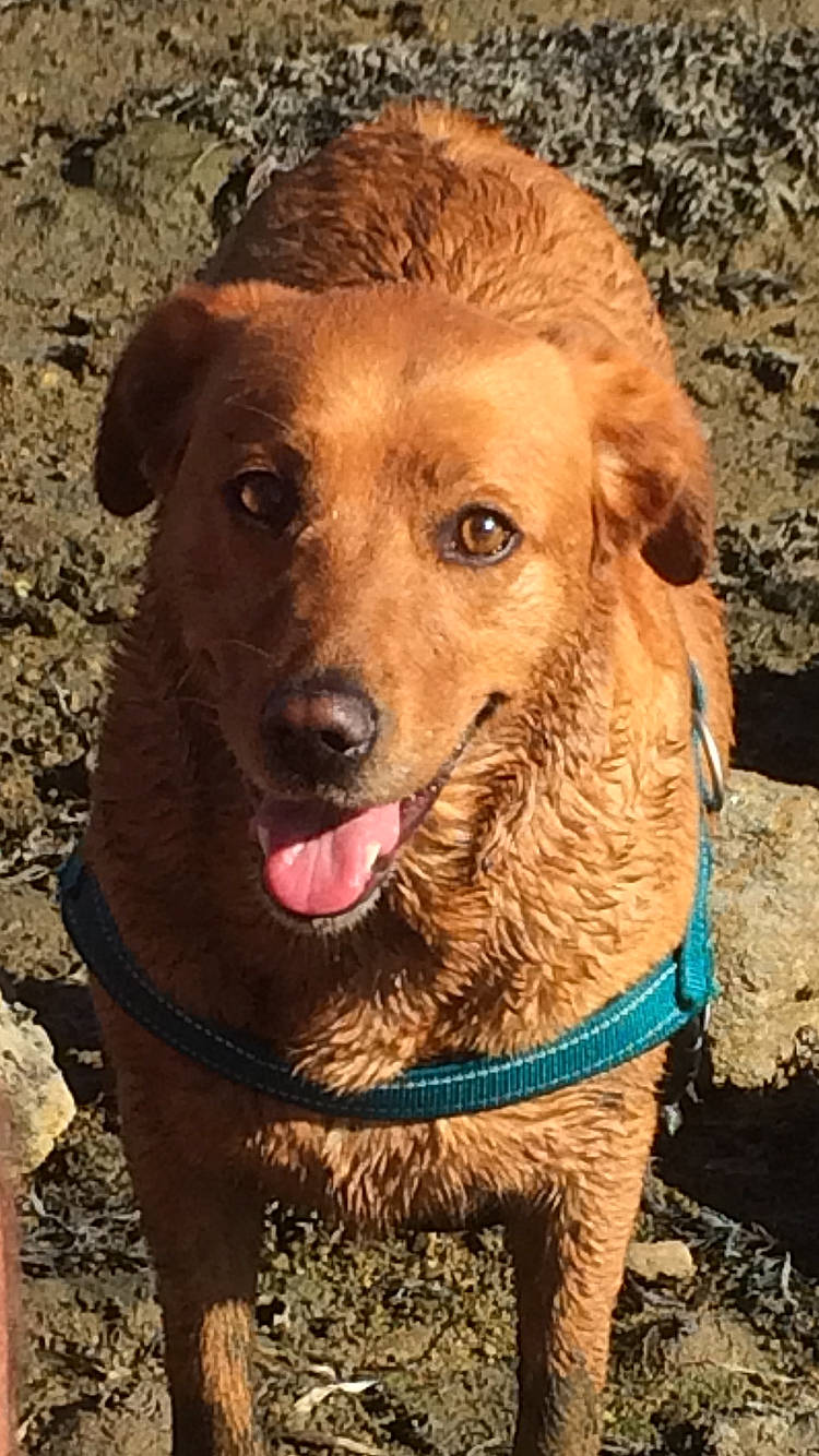 Iwa participe au concours pour gagner de l'argent avec cette photo : canidae, carnivore, collar, companion_dog, dog, dog_breed, dog_collar, eye, fawn, fur, leash, liver, plant, retriever, smile, snout, soil, sporting_group, whiskers, working_animal