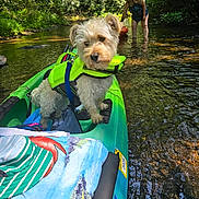 Dokken joined the competition — help win amazing prizes! adventure, animal, dog, forest, greenery, kayak, life_jacket, nature, outdoor, pet, recreation, reflection, river, summer, sunlight, swimsuit, trees, wading, water, woman