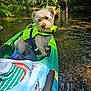 adventure, animal, dog, forest, greenery, kayak, life_jacket, nature, outdoor, pet, recreation, reflection, river, summer, sunlight, swimsuit, trees, wading, water, woman