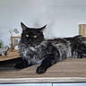 cat, black_cat, longhaired_cat, maine_coon, furry, fluffy, green_eyes, lying_down, indoor, home, wooden_surface, furniture, cabinet, plant, pottery, decor, pet, animal_portrait, staring, whiskers