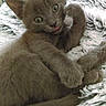 Pepito a rejoint le concours — aidez-le/la à gagner de superbes lots ! burmese, carnivoran, cat, cat_like_mammal, chartreux, domestic_short_haired_cat, fauna, fur, german_rex, kitten, korat, russian_blue, small_to_medium_sized_cats, whiskers
