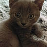 Pepito participe au concours pour gagner de l'argent avec cette photo : burmese, cat, cat_like_mammal, domestic_short_haired_cat, fauna, fur, german_rex, kitten, korat, nebelung, russian_blue, small_to_medium_sized_cats, snout, whiskers