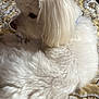 Teddie Graham joined the competition — help win amazing prizes! dog, white, fluffy, bed, bedspread, indoor, pet, canine, fur, animal, relaxed, side_view, collar, cute, domestic, companion, comfort, resting, small_dog, long_hair