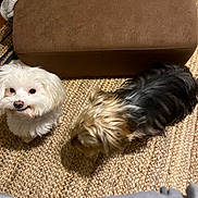 Teddie Graham joined the competition — help win amazing prizes! dog, small_dog, white_dog, brown_dog, pet, indoor, carpet, ottoman, furniture, curious, sniffing, cute, animal, companion, floor, cozy, home, two_dogs, domestic, friendship