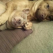 Layla And Mikah joined the competition — help win amazing prizes! dog, canine, pets, sleeping, couch, snuggling, cozy, relaxed, indoor, fur, companion, resting, animal, friendship, comfort, brown_dog, cute, domestic, laying, paw