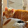 cat, orange_cat, white_cat, window, sunlight, sleeping, cozy, pets, feline, fur, resting, indoor, curtains, closeup, animal, domestic, cute, companionship, warm, relaxation