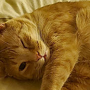 Oliver joined the competition — help win amazing prizes! cat, orange_tabby, sleeping, pet, fur, whiskers, close_up, animal, domestic_cat, resting, cozy, cute, relaxed, feline, indoor, soft, nap, curled, warm, one_eye_open