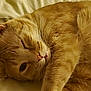 cat, orange_tabby, sleeping, pet, fur, whiskers, close_up, animal, domestic_cat, resting, cozy, cute, relaxed, feline, indoor, soft, nap, curled, warm, one_eye_open