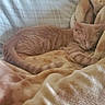 animal, bed, blanket, cat, comfort, cozy, cute, domestic, feline, fur, indoor, nap, orange_tabby, pet, plush, relaxation, resting, sleeping, soft, warm