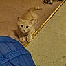 animal, blue_tunnel, carpet, cat, curious, cute, domestic, feline, floor, home, indoor, kitten, looking, orange_cat, pet, playful, resting, shoes, tile_floor, young_cat