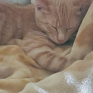 Jasper is registered to the contest to win money with this photo: cat, orange_tabby, sleeping, blanket, cozy, indoor, pet, feline, soft, nap, resting, fur, warm_colors, closeup, animal, cute, whiskers, relaxation, comfort, domestic