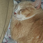 Booter joined the competition — help win amazing prizes! cat, sleeping, beige, fur, whiskers, closeup, cozy, cushion, blanket, indoor, resting, pet, animal, feline, soft, relaxed, nap, cute, domestic, quiet