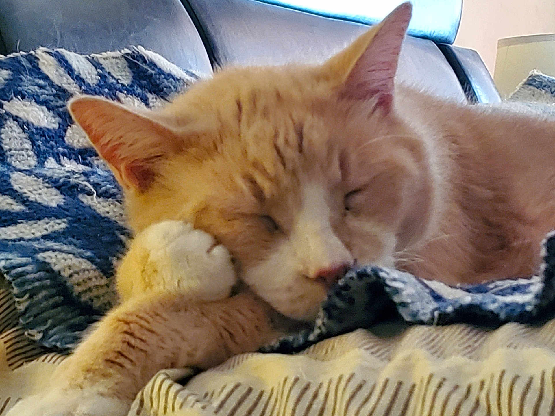 Booter joined the competition — help win amazing prizes! cat, sleeping, orange_cat, white_cat, paw, blanket, knitted_blanket, striped_blanket, cozy, resting, pet, feline, indoor, closeup, face, fur, ears, napping, comfort, cute