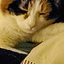 Callie joined the competition — help win amazing prizes! cat, sleeping, close_up, feline, resting, fur, whiskers, ears, indoor, blanket, cushion, cozy, soft, pet, animal, relaxed, warm, comfort, domestic, mammal