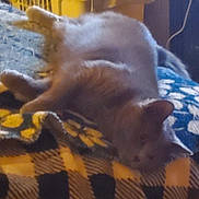 Willow is registered to the contest to win money with this photo: animal, blanket, blue, cat, comfort, cozy, domestic, feline, fur, home, indoor, mammal, pattern, pet, plaid, relaxation, resting, sleeping, soft, yellow