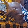 animal, blanket, blue, cat, comfort, cozy, domestic, feline, fur, home, indoor, mammal, pattern, pet, plaid, relaxation, resting, sleeping, soft, yellow