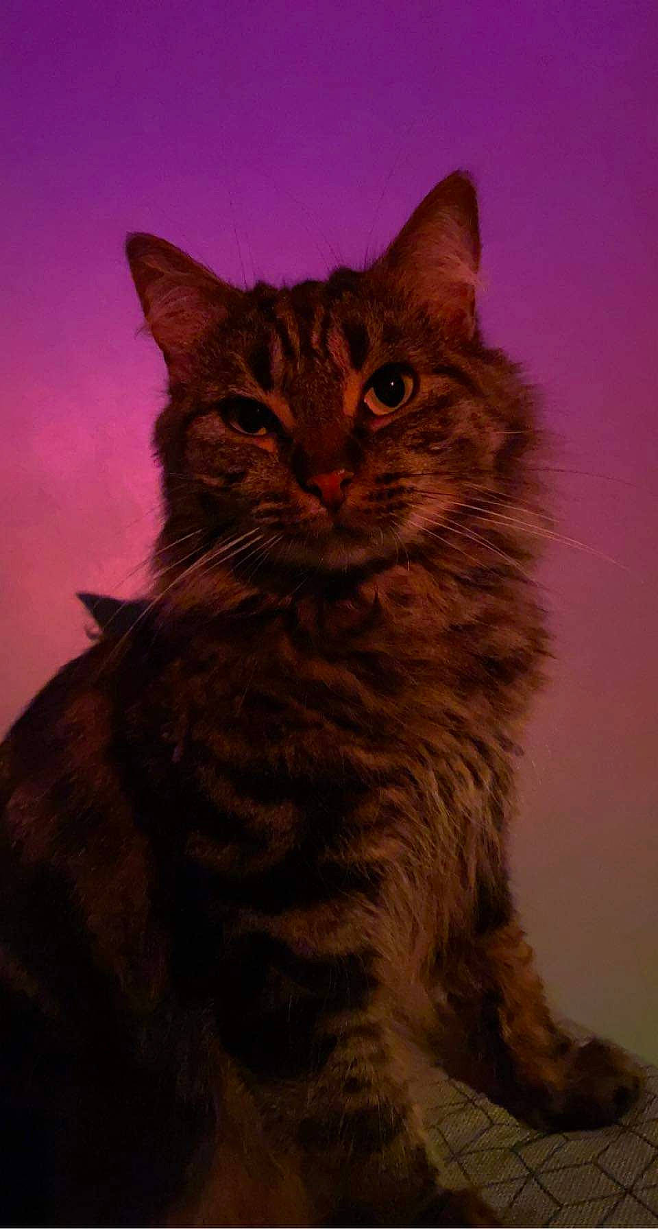 Prune a rejoint le concours — aidez-le/la à gagner de superbes lots ! art, carnivore, cat, darkness, domestic_short_haired_cat, felidae, fur, iris, magenta, maine_coon, night, sky, small_to_medium_sized_cats, snout, tail, terrestrial_animal, whiskers, wildlife, window, wood