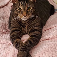 Kellie Digiacoma joined the competition — help win amazing prizes! cat, tabby_cat, pet, feline, whiskers, paws, blanket, bedding, bed, cozy, portrait, looking_at_camera, stripes, domestic_cat, indoor, cute, relaxed, lying_down, ears, eyes