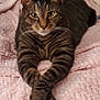 cat, tabby_cat, pet, feline, whiskers, paws, blanket, bedding, bed, cozy, portrait, looking_at_camera, stripes, domestic_cat, indoor, cute, relaxed, lying_down, ears, eyes