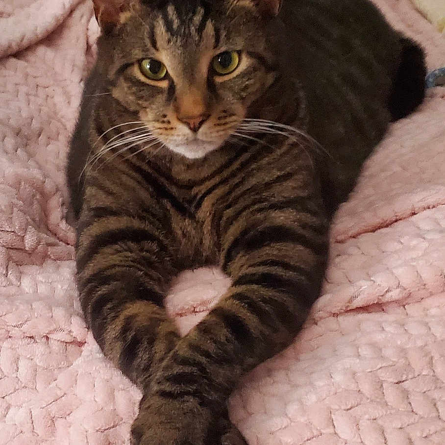 Kellie Digiacoma joined the competition — help win amazing prizes! bed, bedding, blanket, cat, cozy, cute, domestic_cat, ears, eyes, feline, indoor, looking_at_camera, lying_down, paws, pet, portrait, relaxed, stripes, tabby_cat, whiskers