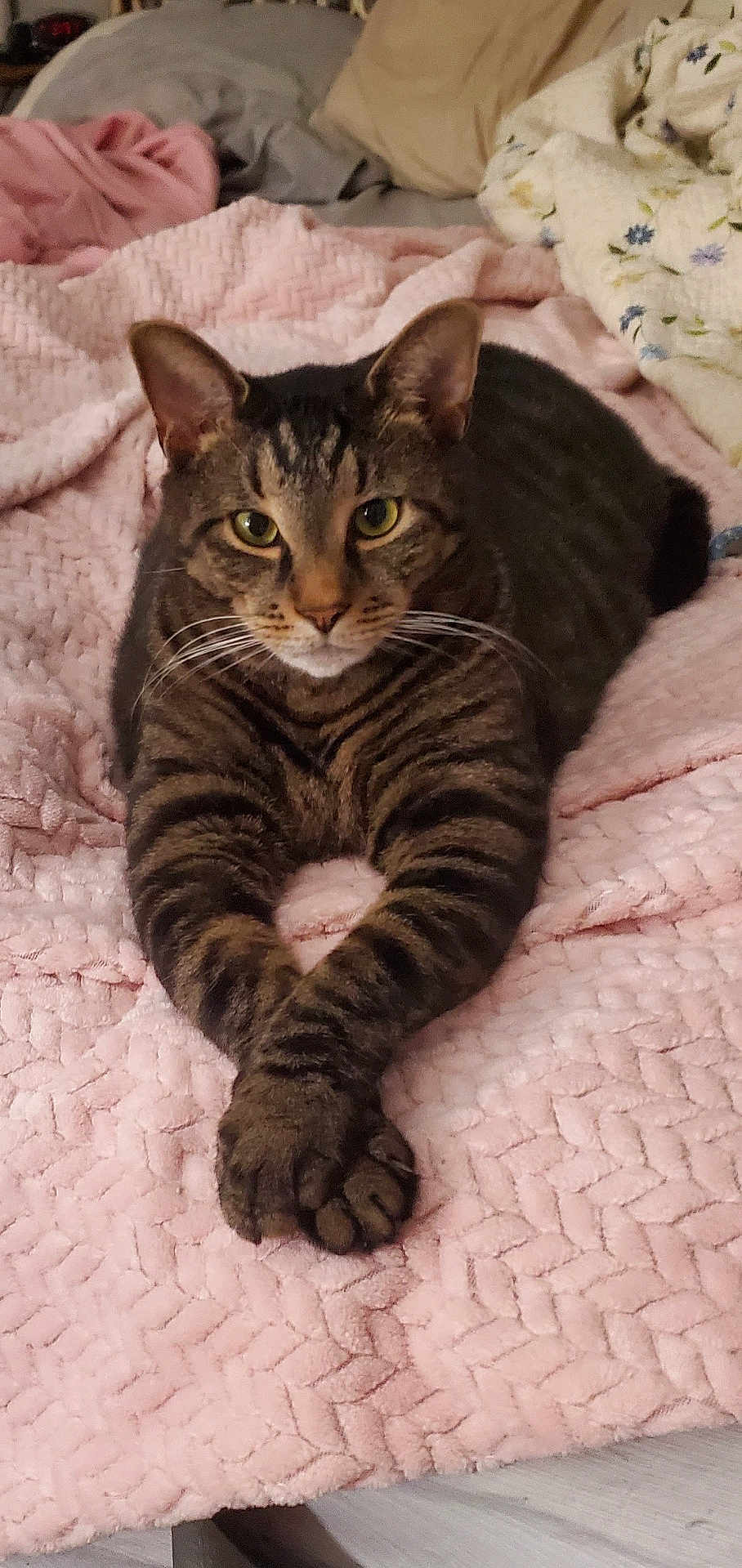 Kellie Digiacoma joined the competition — help win amazing prizes! cat, tabby_cat, pet, feline, whiskers, paws, blanket, bedding, bed, cozy, portrait, looking_at_camera, stripes, domestic_cat, indoor, cute, relaxed, lying_down, ears, eyes