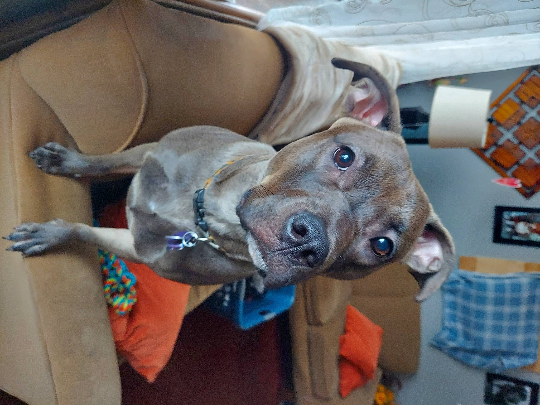 Angel is registered to the contest to win money with this photo: canidae, carnivore, collar, companion_dog, dog, dog_breed, dog_collar, dog_supply, ear, fashion_accessory, fawn, guard_dog, non_sporting_group, personal_protective_equipment, pet_supply, snout, sporting_group, working_animal, wrinkle