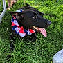 dog, black_dog, flower_lei, grass, outdoor, happy, tongue_out, pet, animal, nature, summer, canine, collar, grass_field, resting, sunlight, leisure, people, footwear, chair