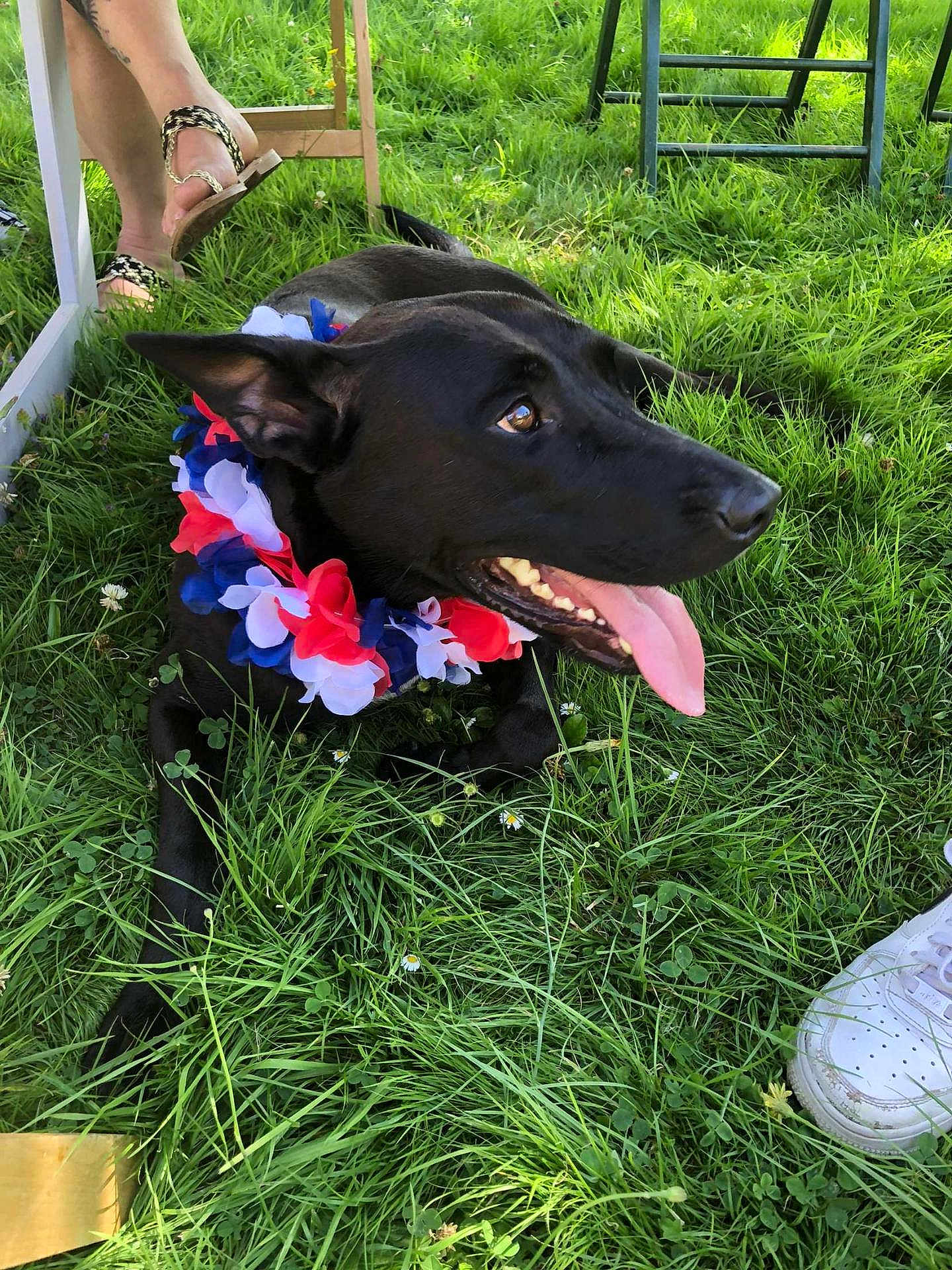 Gucci a rejoint le concours — aidez-le/la à gagner de superbes lots ! dog, black_dog, flower_lei, grass, outdoor, happy, tongue_out, pet, animal, nature, summer, canine, collar, grass_field, resting, sunlight, leisure, people, footwear, chair