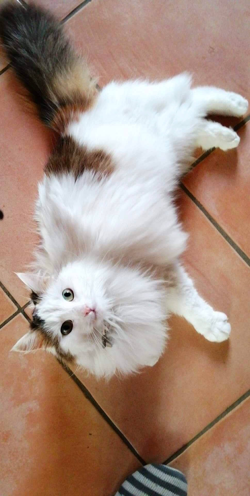 Apple participe au concours pour gagner de l'argent avec cette photo : canidae, carnivore, cat, felidae, fur, kitten, persian, small_to_medium_sized_cats, tail, whiskers