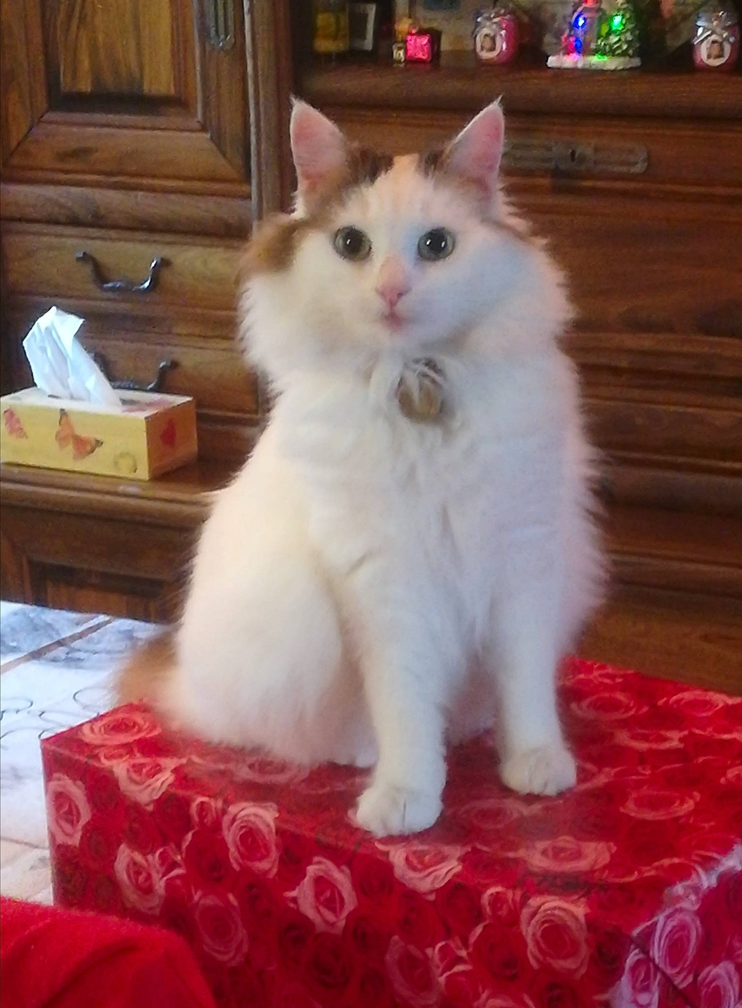 Apple participe au concours pour gagner de l'argent avec cette photo : american_curl, asian_semi_longhair, british_semi_longhair, carnivore, cat, cymric, domestic_long_haired_cat, eye, felidae, japanese_bobtail, kitten, mammal, norwegian_forest_cat, ragamuffin, ragdoll, small_to_medium_sized_cats, turkish_angora, turkish_van, vertebrate, whiskers