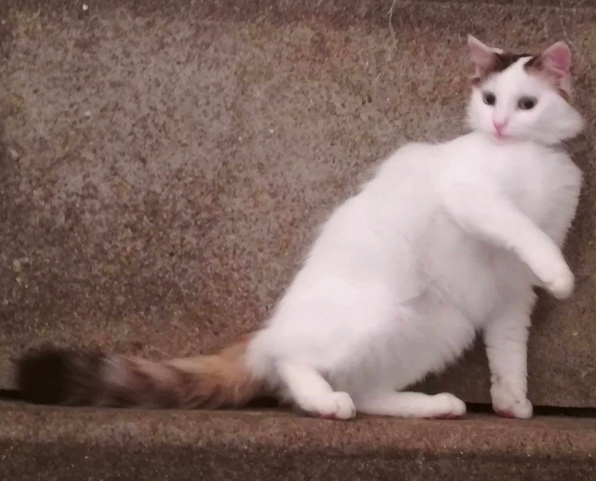 Apple a rejoint le concours — aidez-le/la à gagner de superbes lots ! aegean_cat, american_wirehair, asian, carnivore, cat, felidae, fur, javanese, kitten, mammal, norwegian_forest_cat, paw, polydactyl_cat, ragdoll, small_to_medium_sized_cats, tail, turkish_angora, turkish_van, vertebrate, whiskers