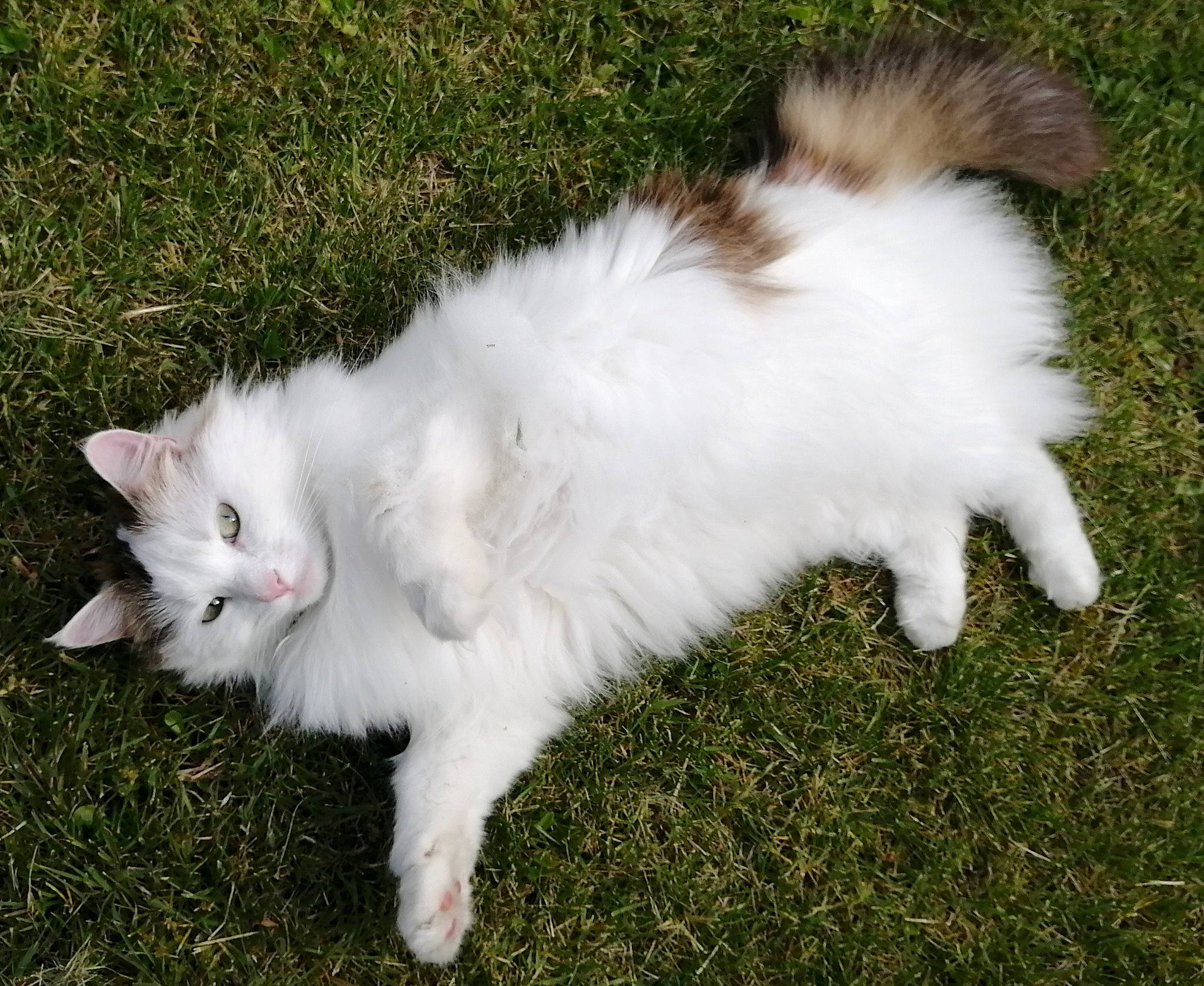 Apple participe au concours pour gagner de l'argent avec cette photo : canidae, carnivore, cat, domestic_long_haired_cat, felidae, fur, grass, kitten, mammal, norwegian_forest_cat, persian, ragamuffin, ragdoll, skin, small_to_medium_sized_cats, tail, turkish_angora, turkish_van, whiskers