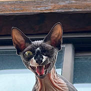 Misstyk participe au concours pour gagner de l'argent avec cette photo : sphynx_cat, cat, one_eye_closed, wrinkled_skin, large_ears, open_mouth, indoor, window, wooden_beam, pet, animal, feline, hairless_cat, close_up, portrait, funny_expression, tongue_visible, pink_skin, yellow_eye, domestic_cat